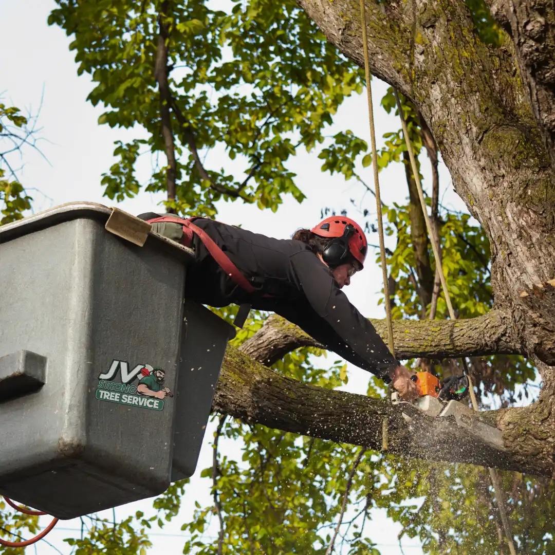 Tree Removal Service