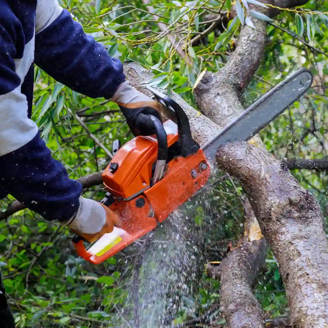 Tree Removal Service