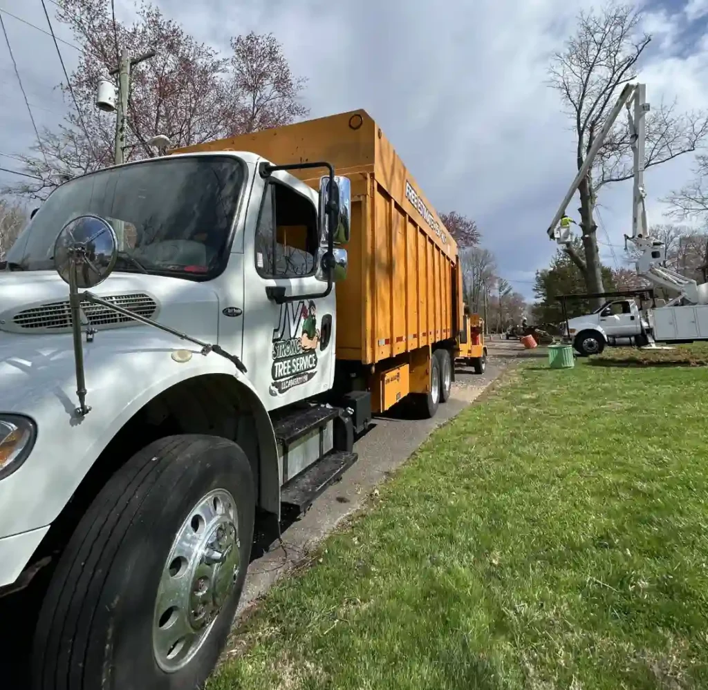 About jv strong tree service in NJ