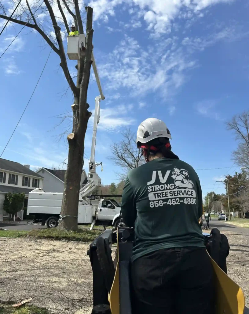 jv Strong tree service Clementon, NJ