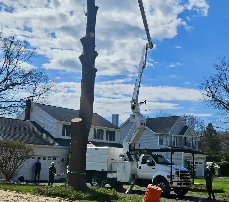 Jv Strong tree service before & after