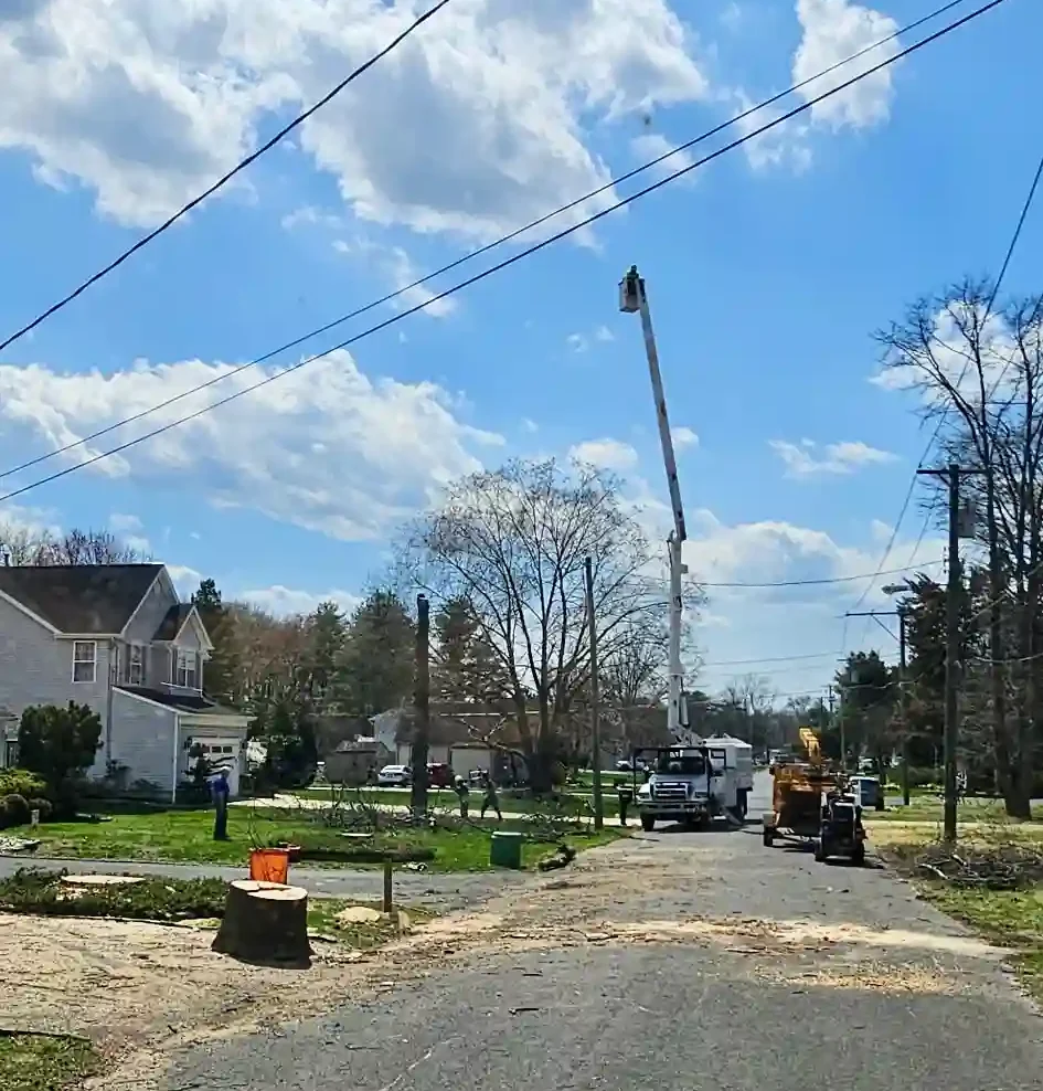 Jv Strong tree service before & after